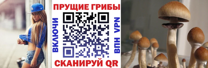 сайты даркнета наркотические препараты  где можно купить наркотик  Галич  Галлюциногенные грибы Psilocybe 